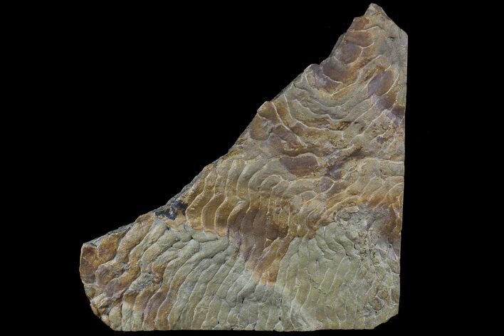 Pennsylvanian, Fossil Microbial Mat - Oklahoma #77907